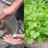 Tip To Grow Coriander At Home