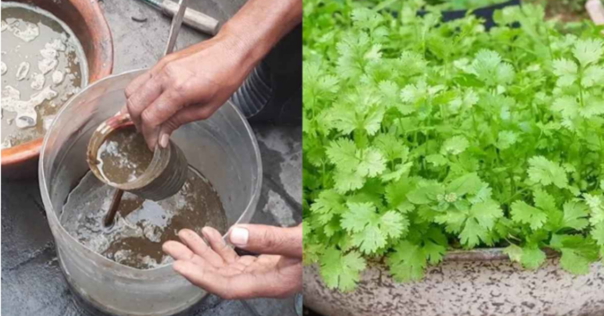 Tip To Grow Coriander At Home
