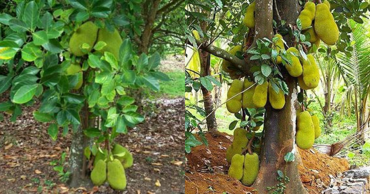Vietnam Merli Cultivation