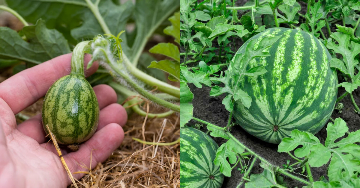 Watermelon Cultivation Tips