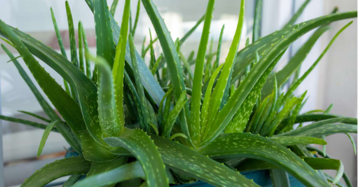 Best Fertilizer For Aloe Vera