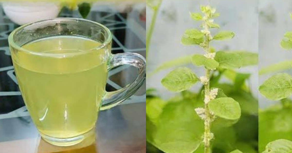 Cherula Plant Medicinal Benefits