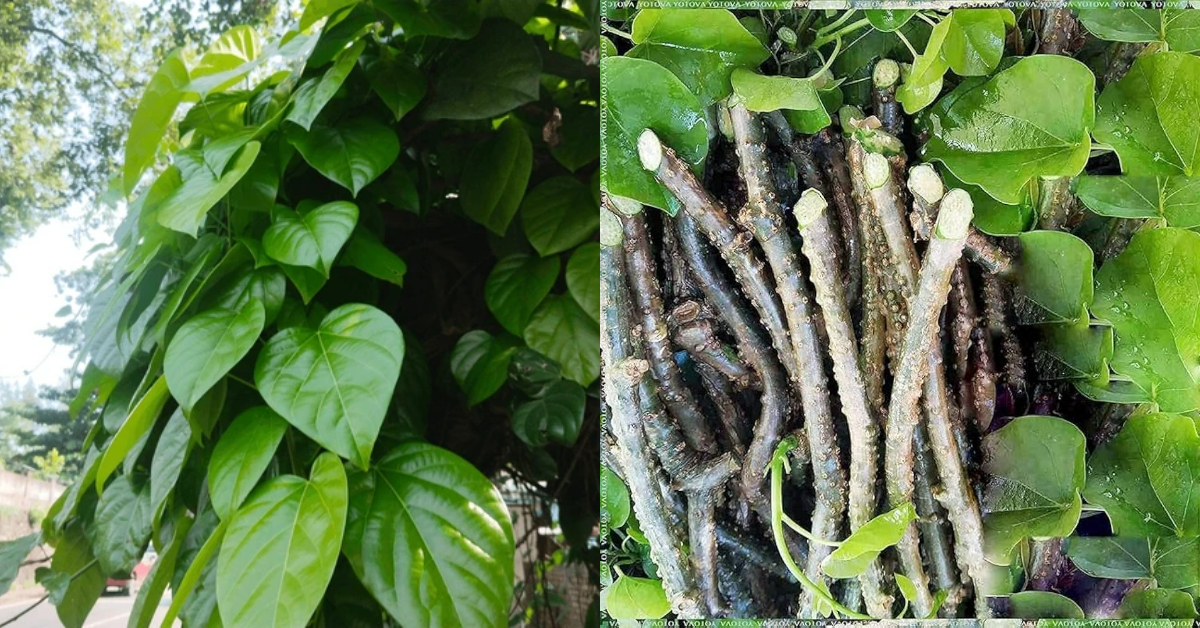 Chittamruthu Plant For Diabetes