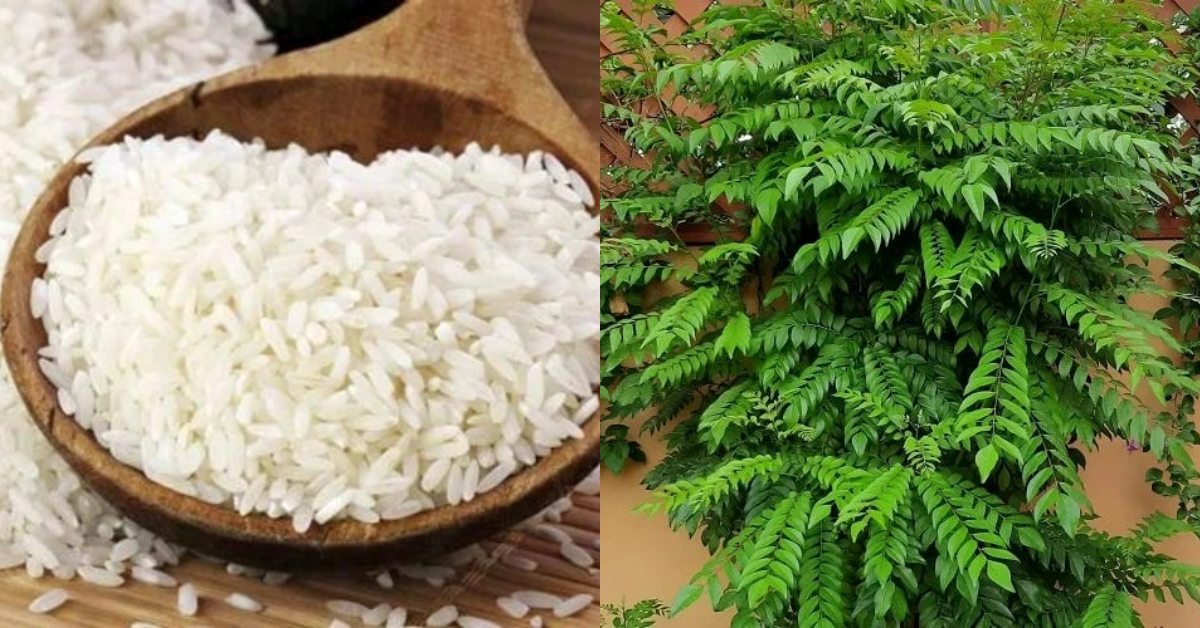 Curry Leaves Cultivation Using Raw Rice