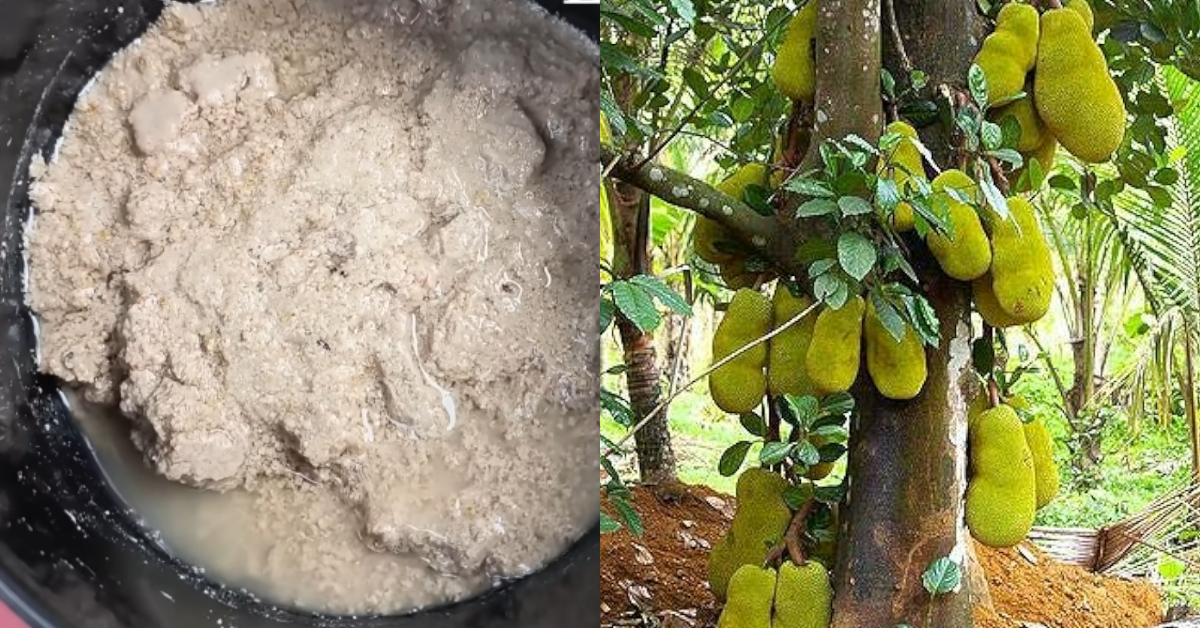 Fast Growing Fertilizer For Mango Tree