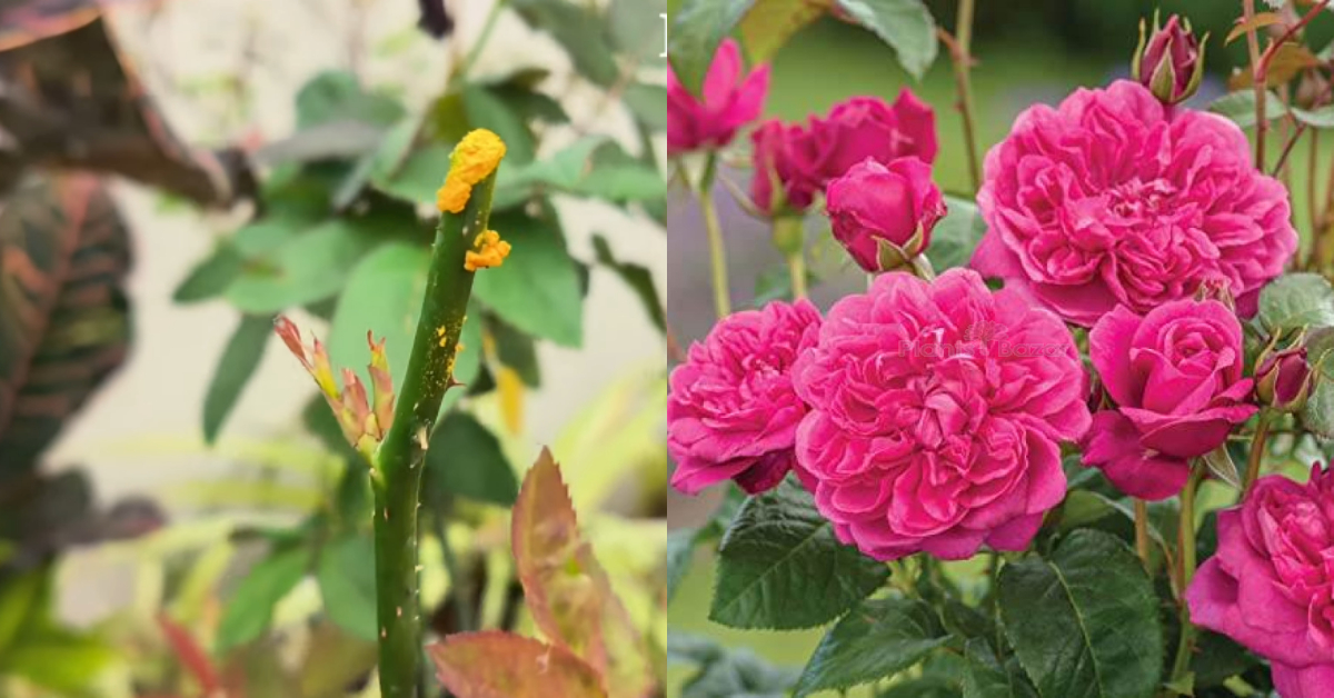 Gardening Tips Using Fertilizer