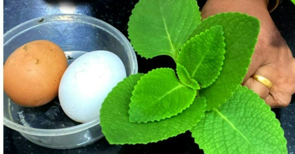 Home Remedies For Knee Pain