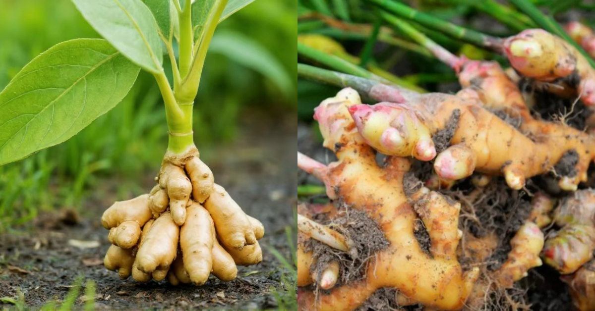 Inchi Krishi Tips Using Papper