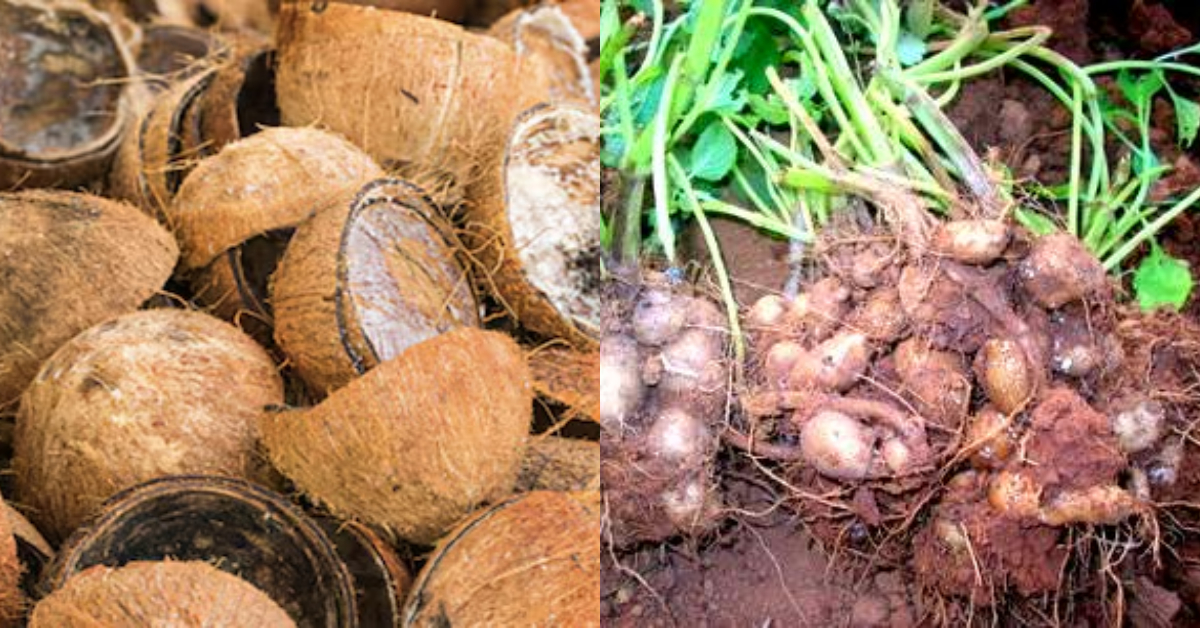 Koorkka Krishi Using Coconut Shell