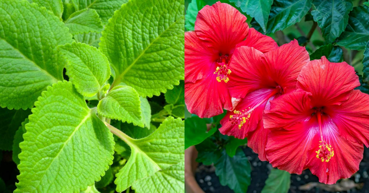 Natural Hair Dye Using Hibiscus