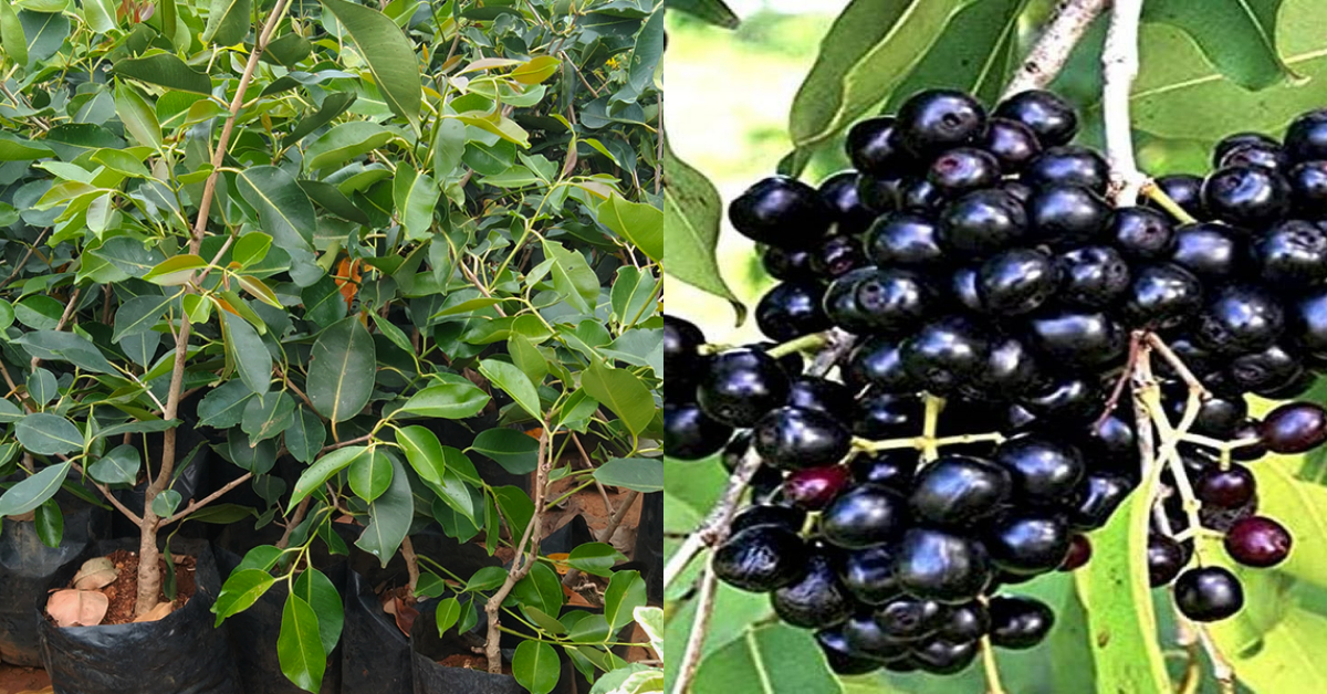 Njaval Pazham Krishi Tips Malayalam