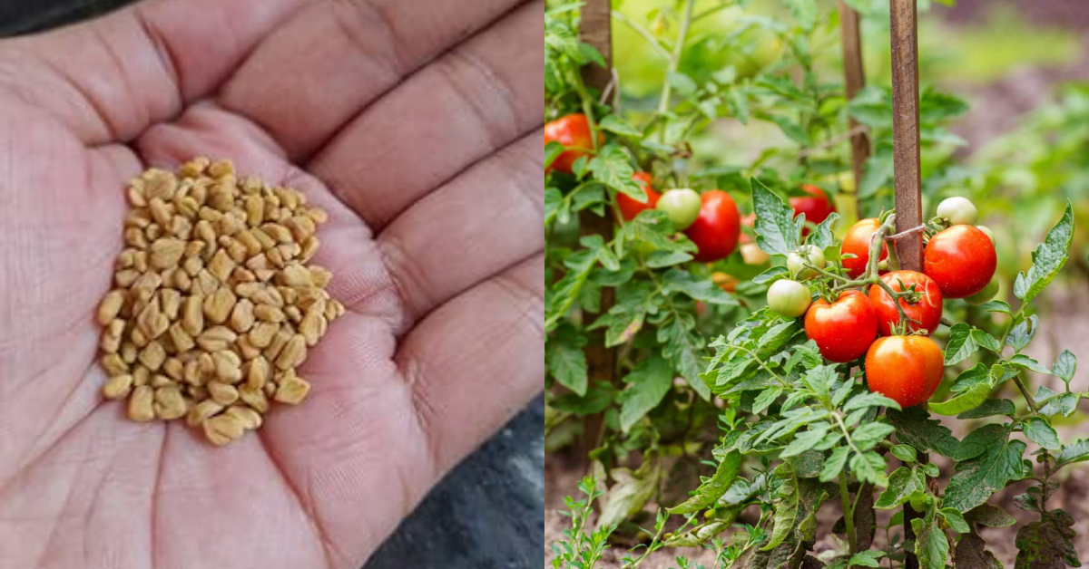 Organic Tomato Cultivation Tips