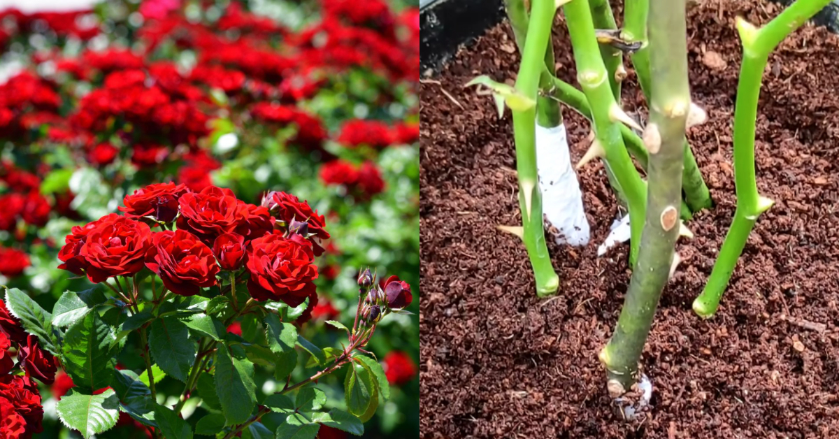 Rose Cultivation Tip At Home