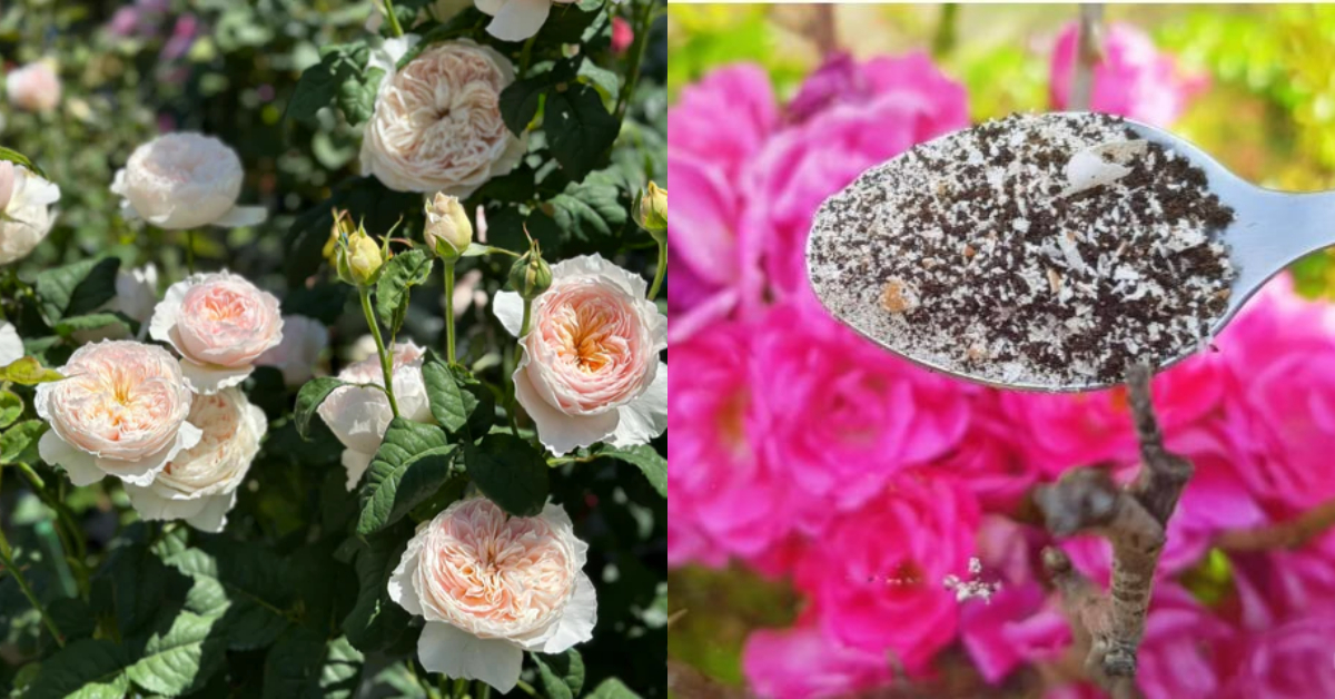 Rose Cultivation Tricks