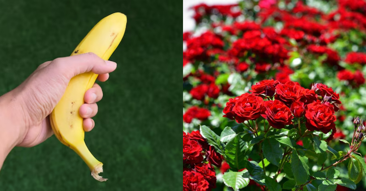 Rose Flowering Tips Using Banana