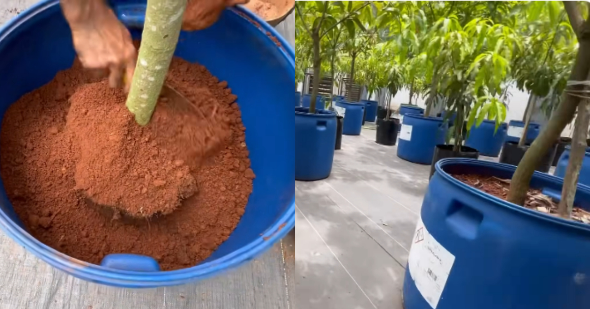 Tip To Grow Mango Tree In Drum