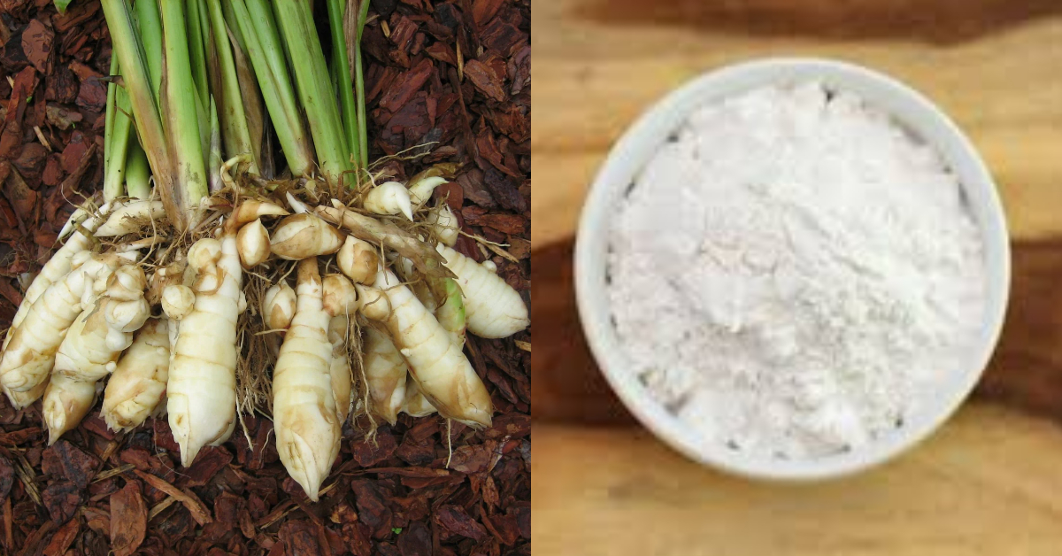 Tip To Make Arrowroot Powder At Home