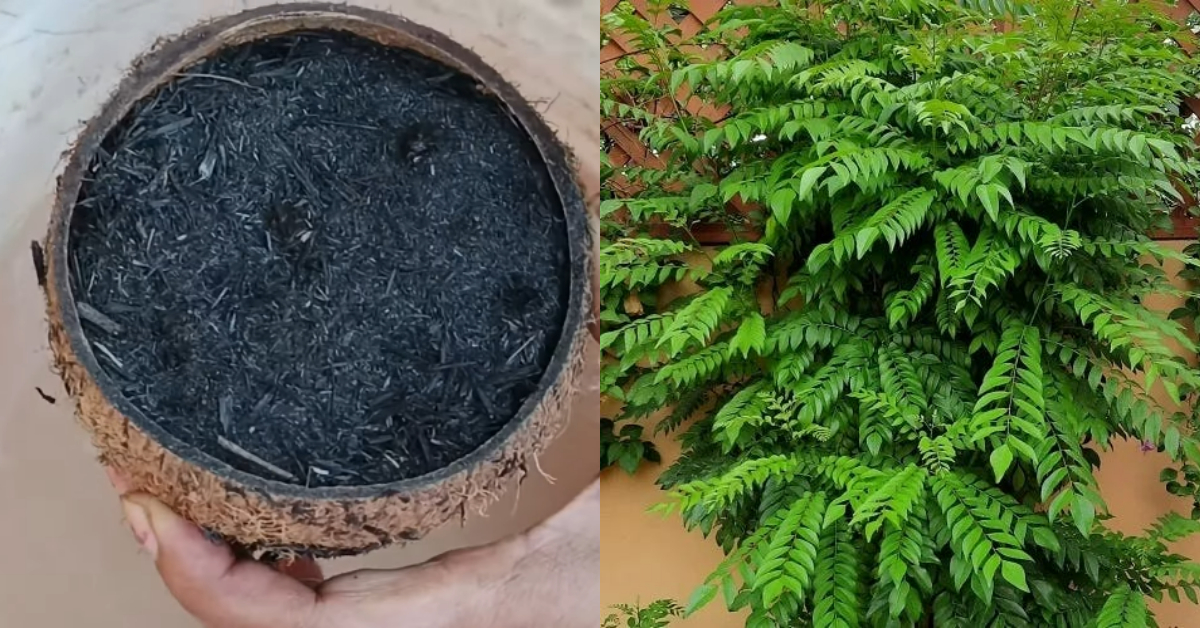 Tips To Grow More Curry Leaves