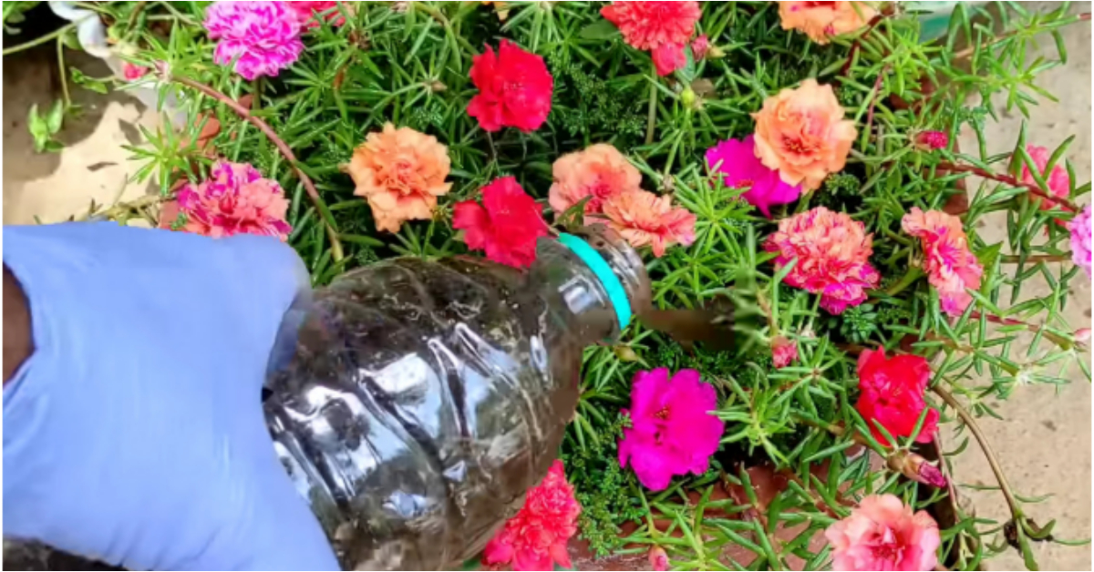 Tips To Plant Pathumani Chedi