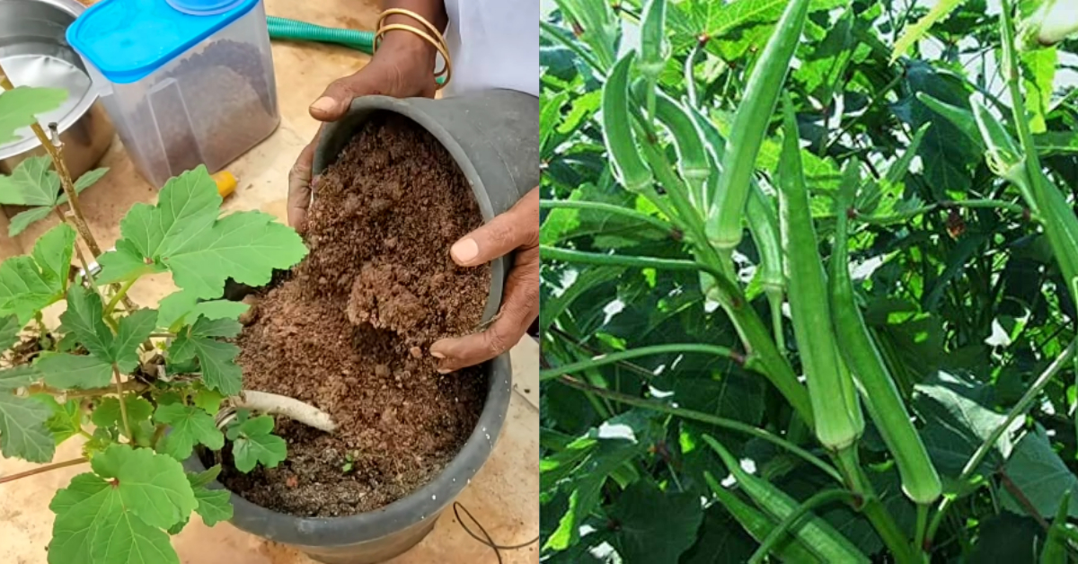 Vendakrishi Tips Malayalam