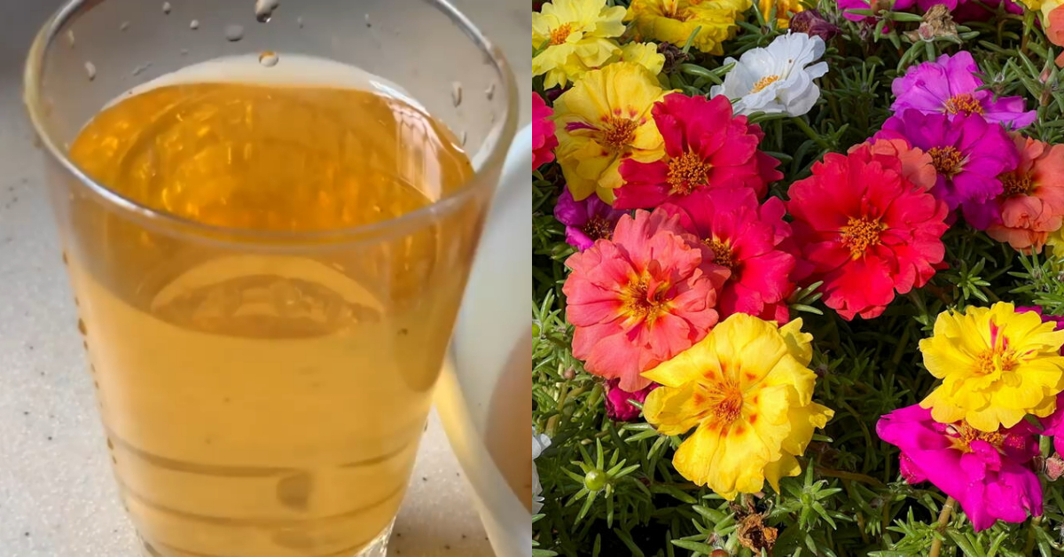 mosse rose flowering tips