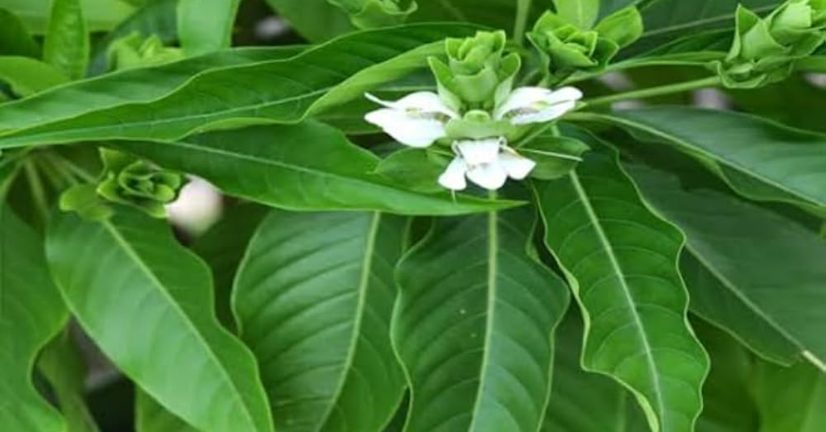 Adalodakam Aushadham