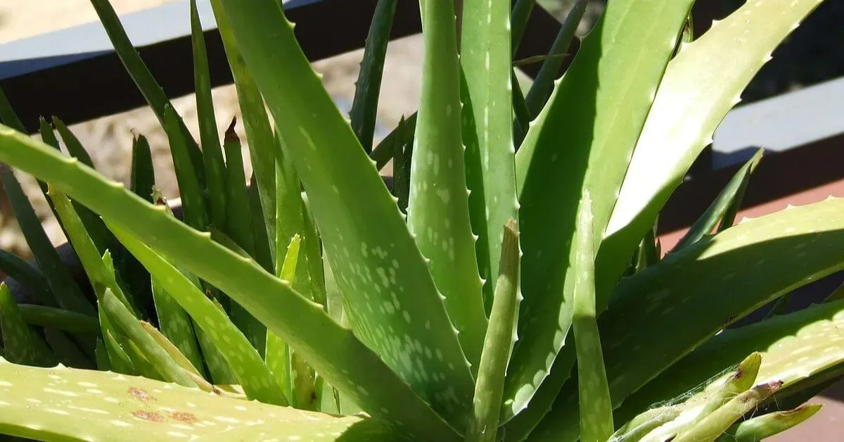 Aloe Vera Krishi Using Puppal