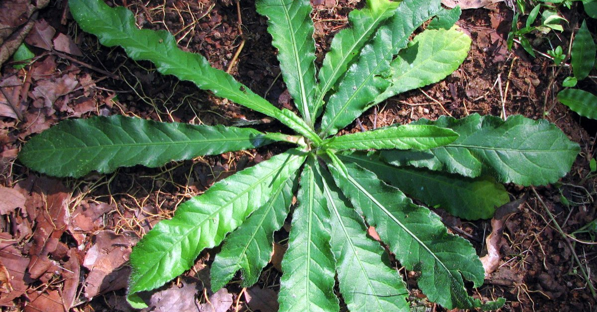 Anachuvadi Plant Benefits