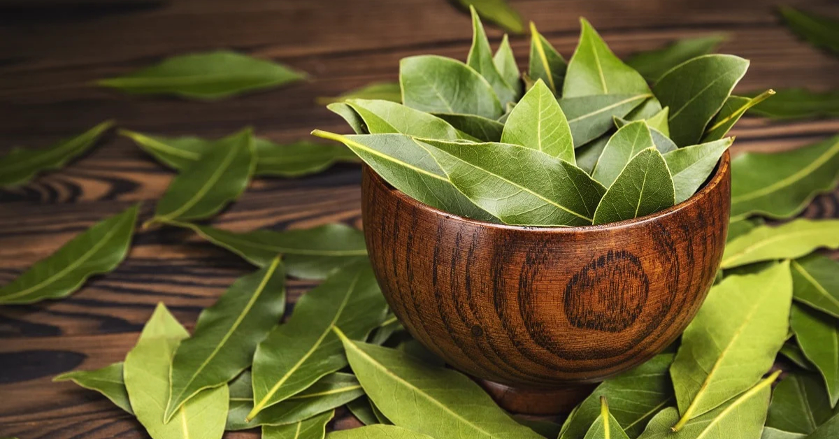 Bay Leaves Medicinal Benefits