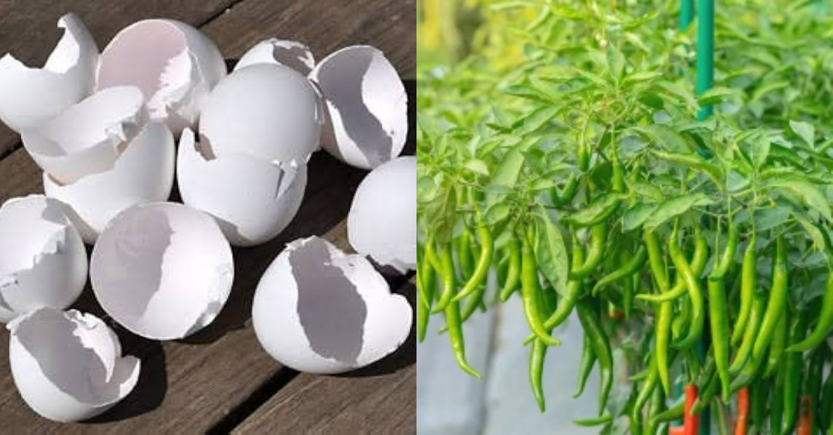 Chili Cultivation Tip Using Egg Shell