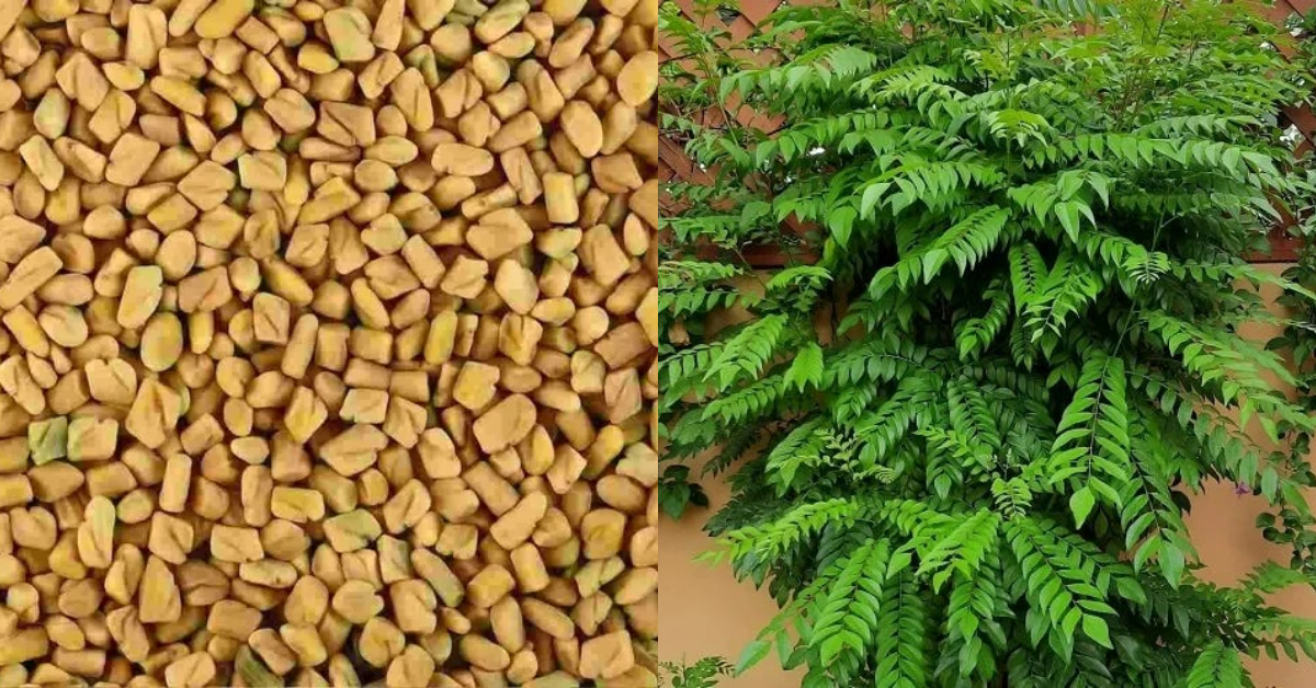 Curry Leaves Care At Home