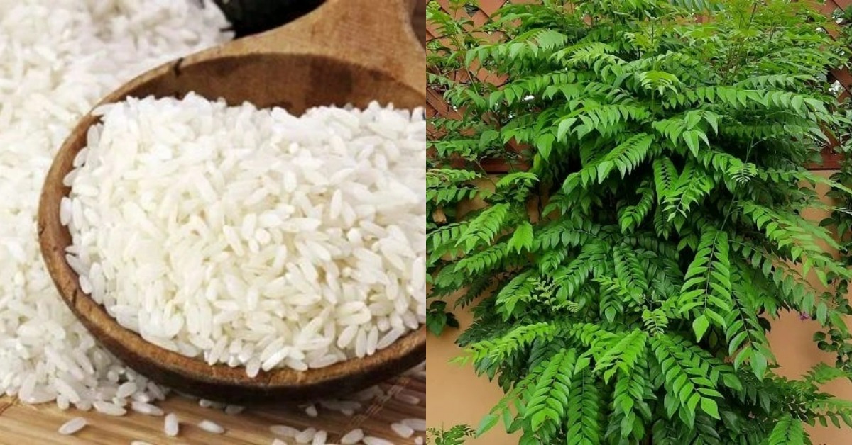 Curry Leaves Cultivation Using Raw Rice