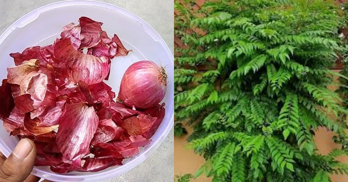Curry Leaves Cultivation With Onion Peel