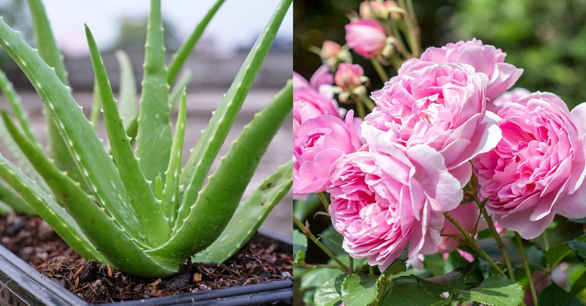 Easy Tip For Growing Rose