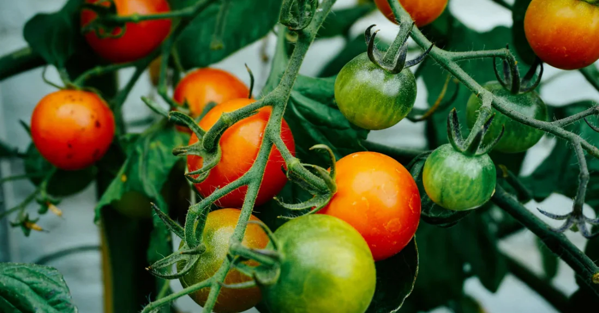 Easy Tomato Cultivation Tips