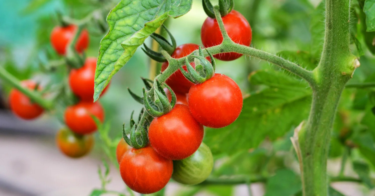 Easy Tomato Cultivation Tips