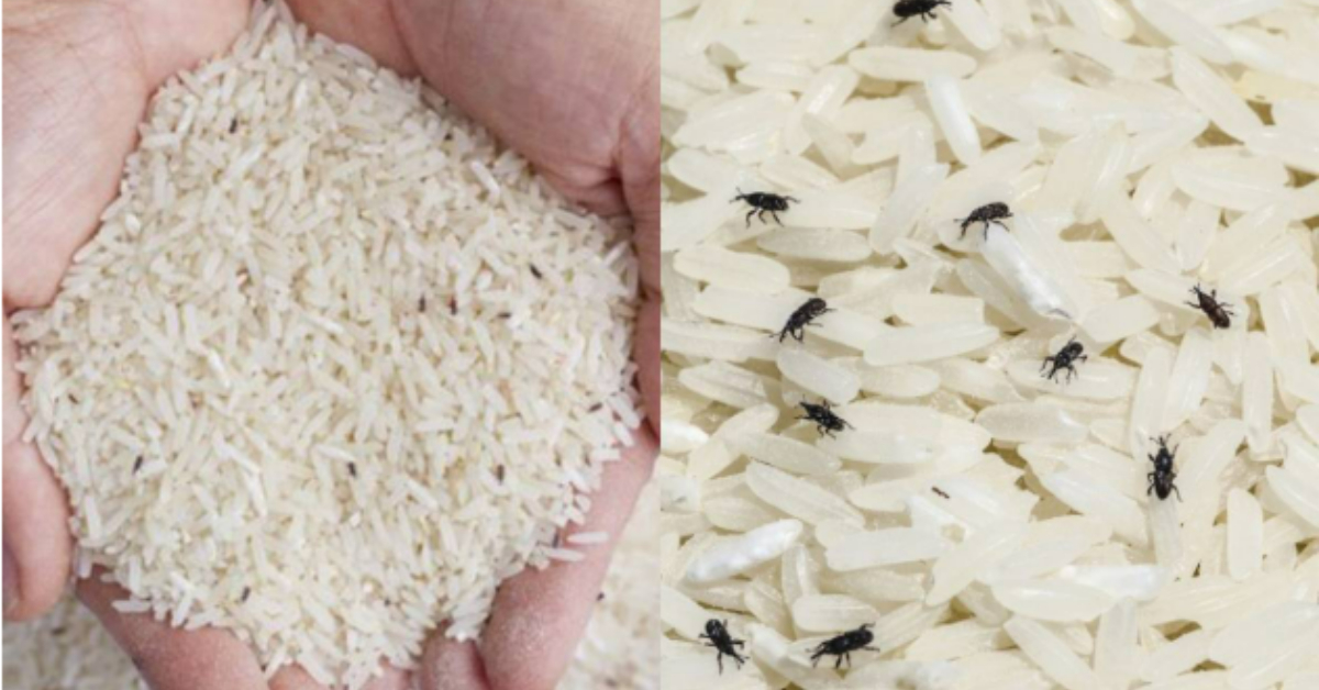 Get Rid of Rice Bugs