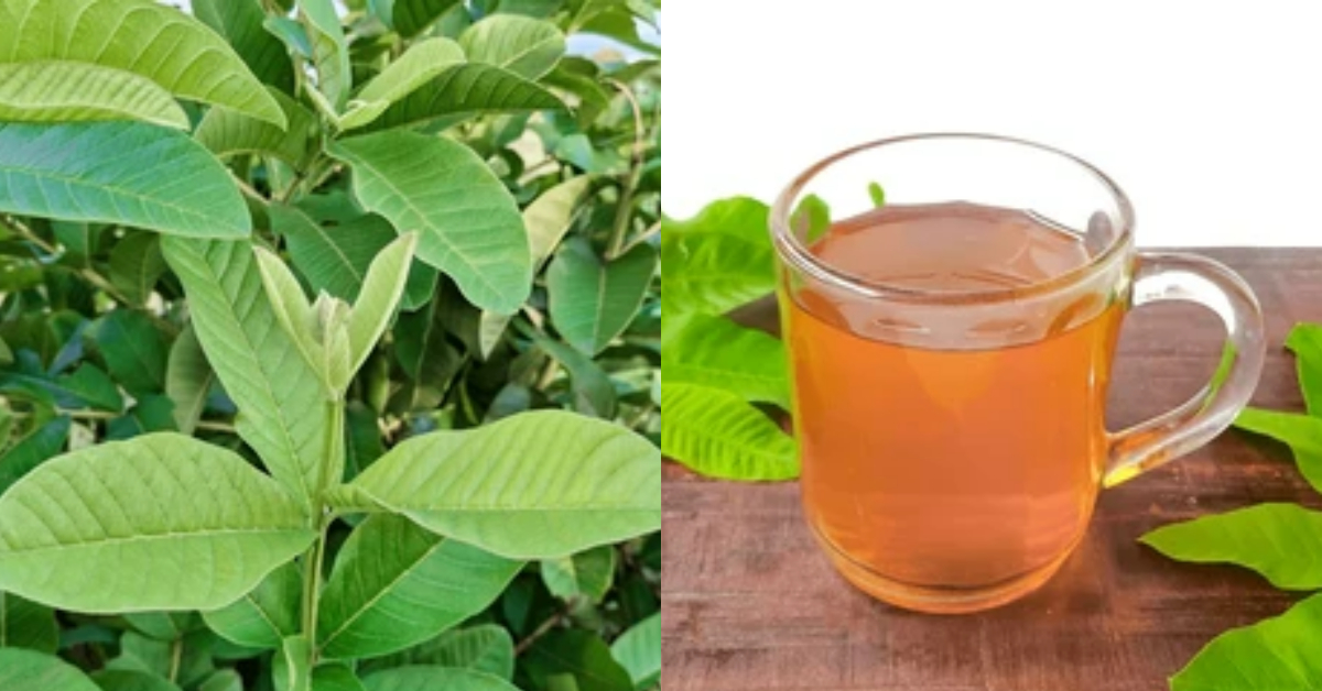 Guava Leaves Tea Health Benifits