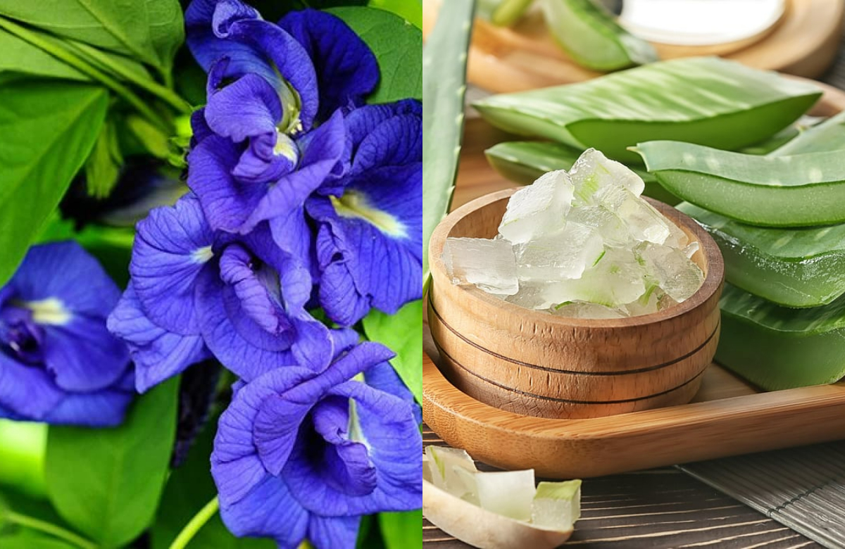 Home Made Natural Face Cream Using Shankupushpam