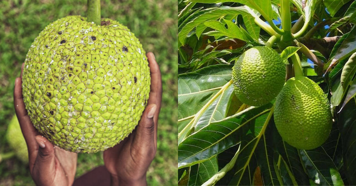 Kadachakka Health Benifits