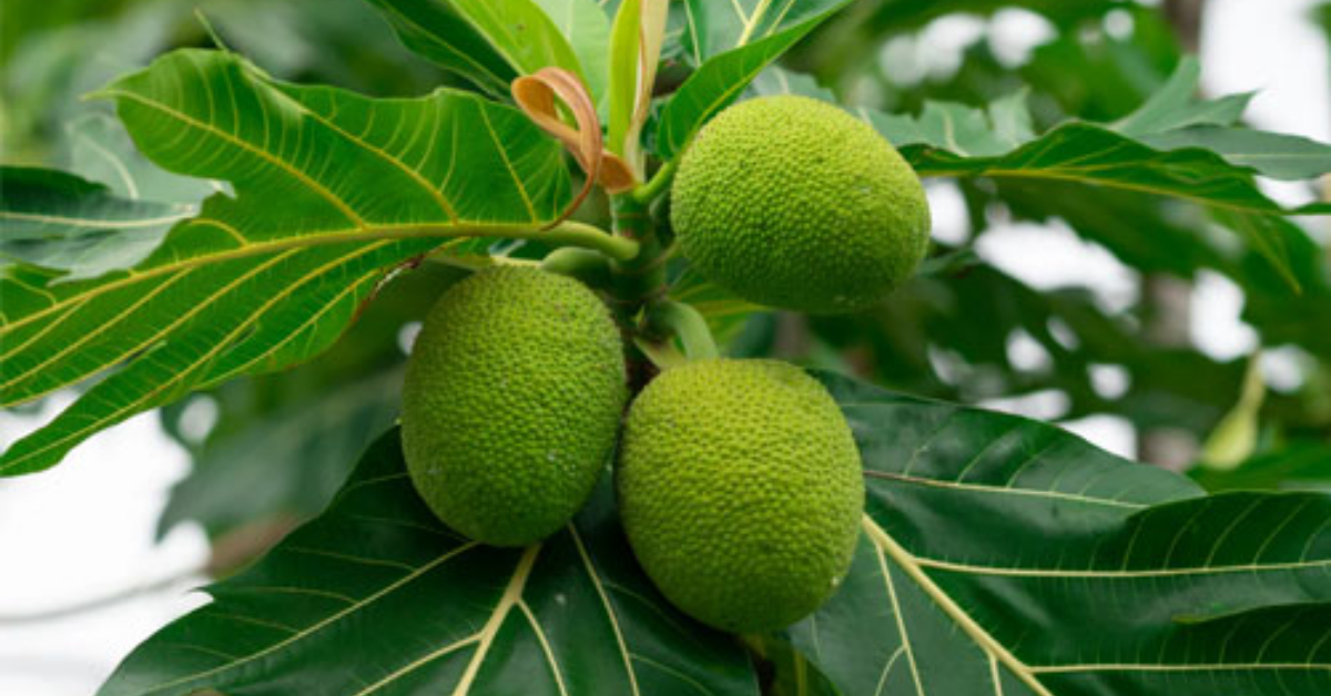 Kadachakka Health Benifits