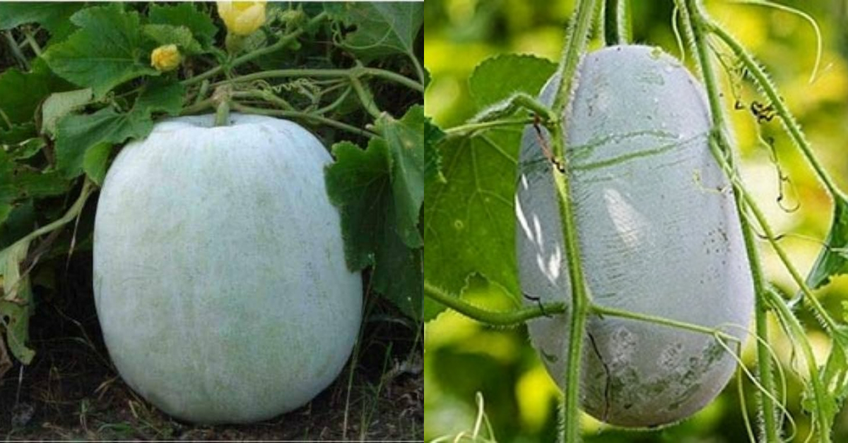 Kumbhalanga Benefits