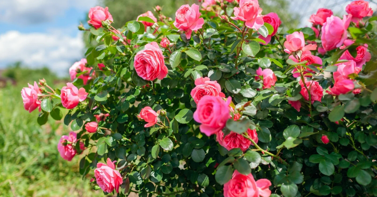 Rose Cultivation using Rice Cleaning Water