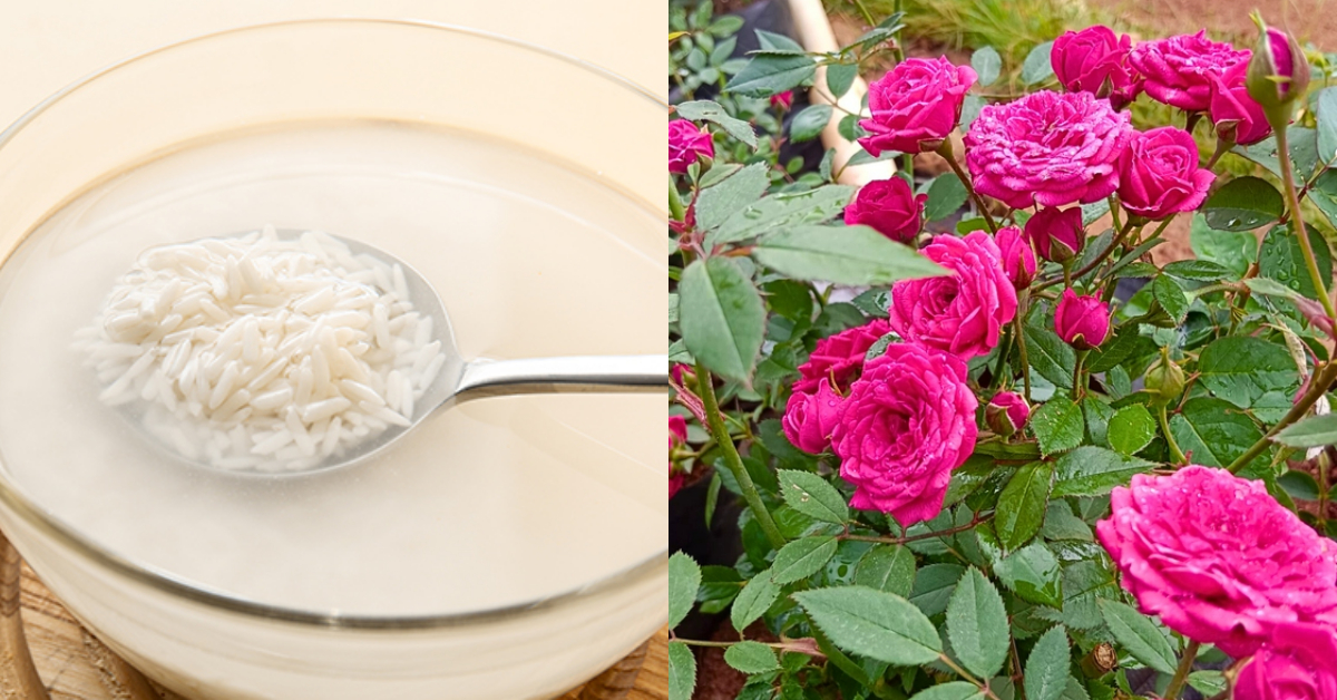 Rose Cultivation using Rice Water