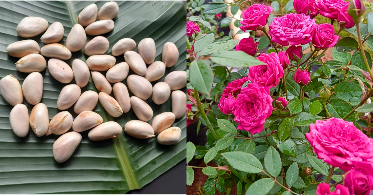 Rose Flowering Tips using Chakkakuru