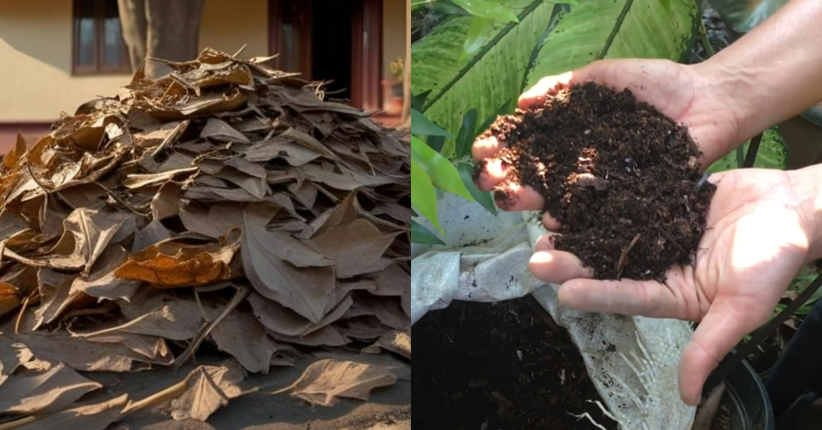 Tip To Make Compost Easliy