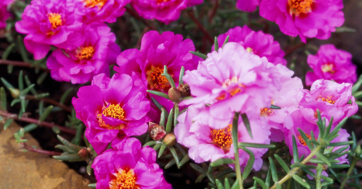 Tips To Plant Pathumani Chedi