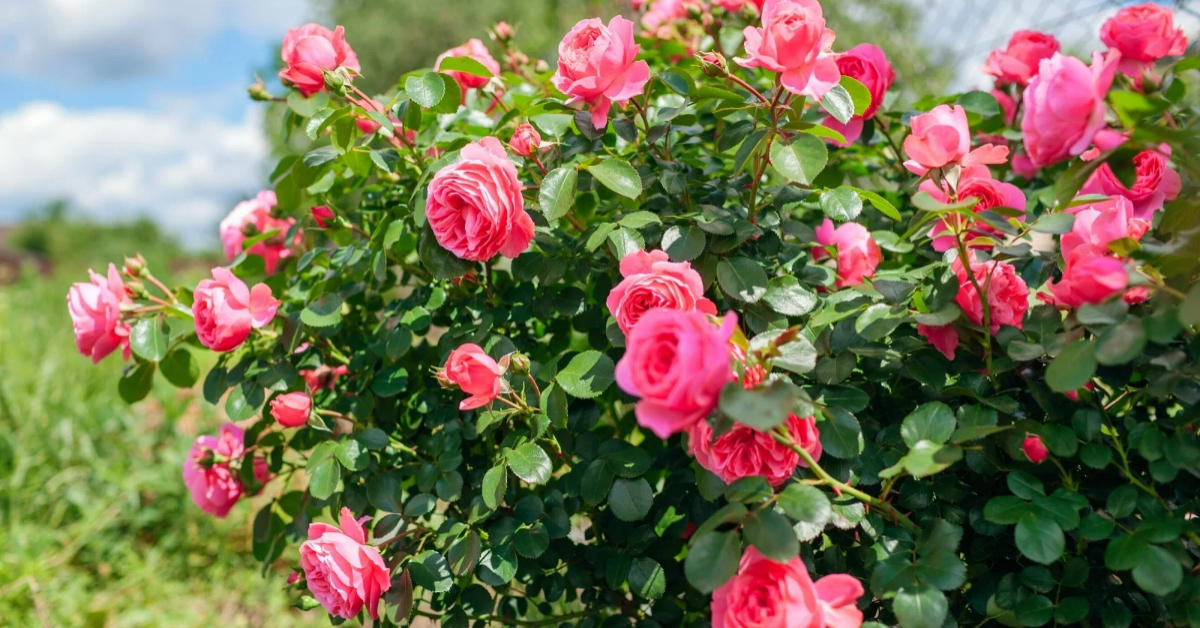 Vinegar For Flowering Rose Plants