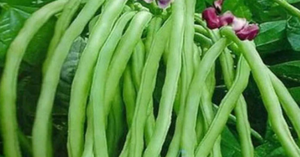 Beans Cultivation Tip Using Pesticide