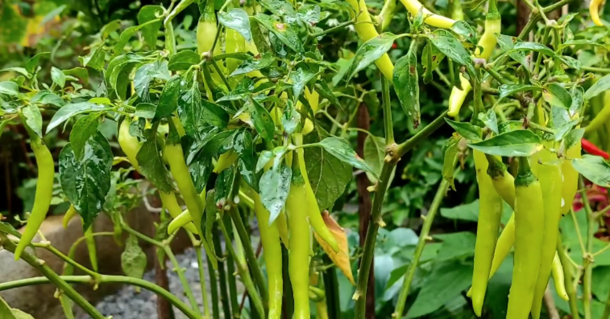 Best Fertilizer For Chilli Plant